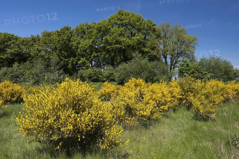 Flowering broom bushes