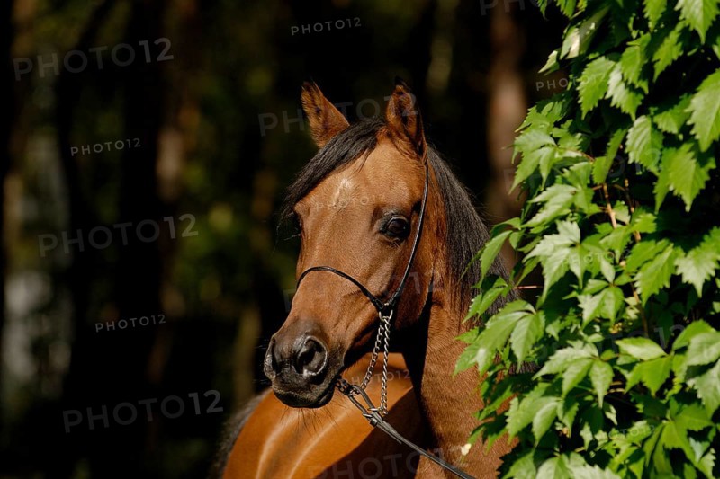 Arabian thoroughbred