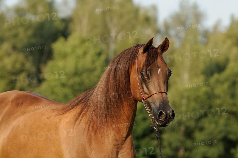 Arabian thoroughbred