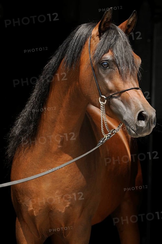 Arabian thoroughbred