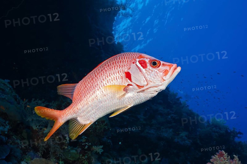Longspine dogfish