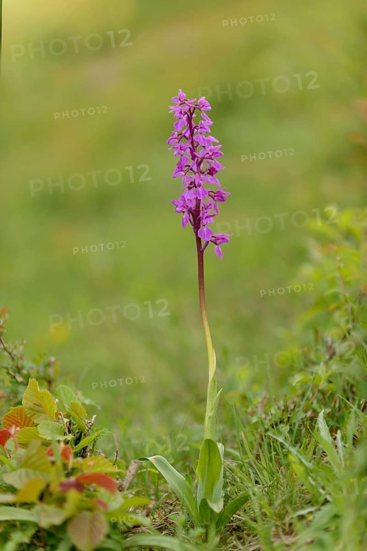 Early purple orchid