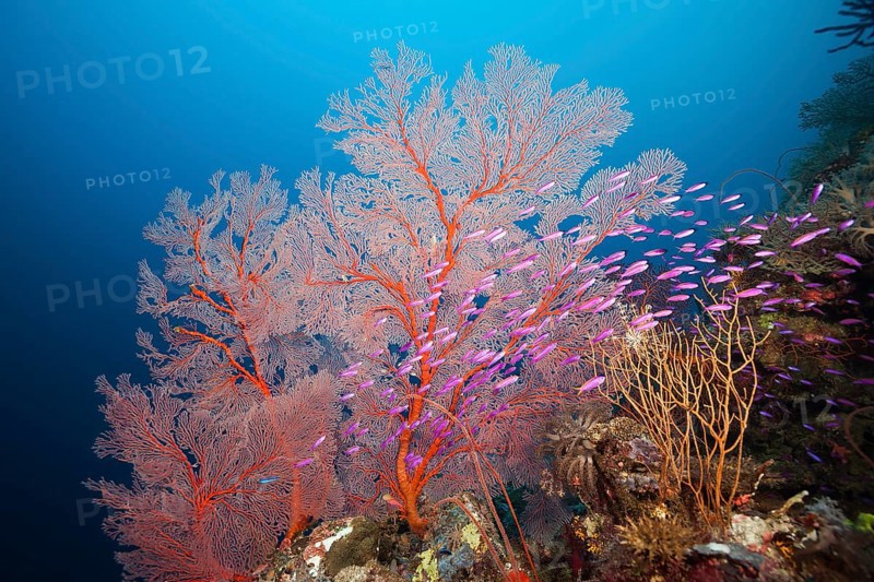 Tuka flagfish in front of gorgonian