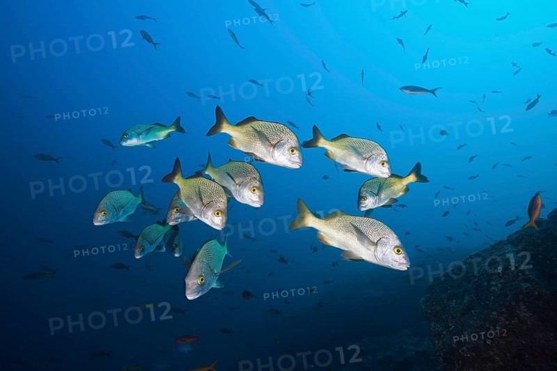 Shoal of yellowfin grunts