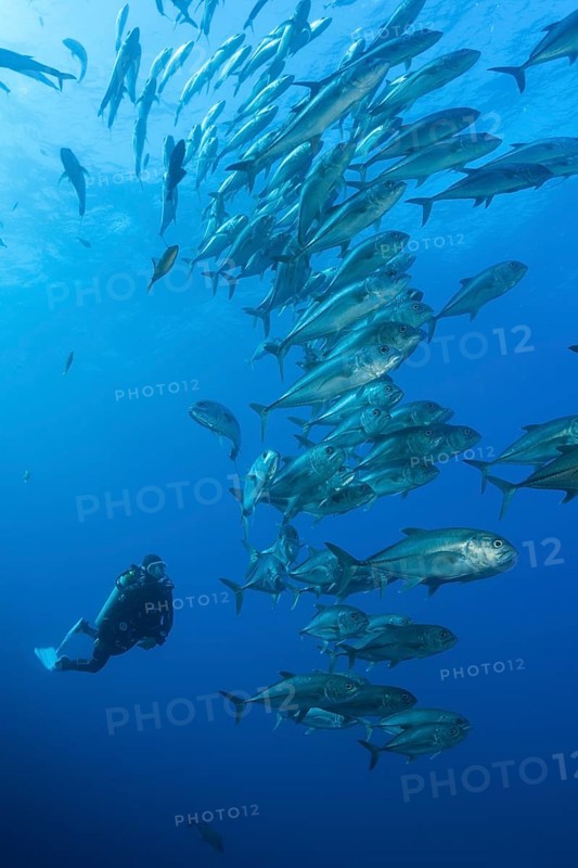 Scuba Diver and Shoal of Bigeye Trevally