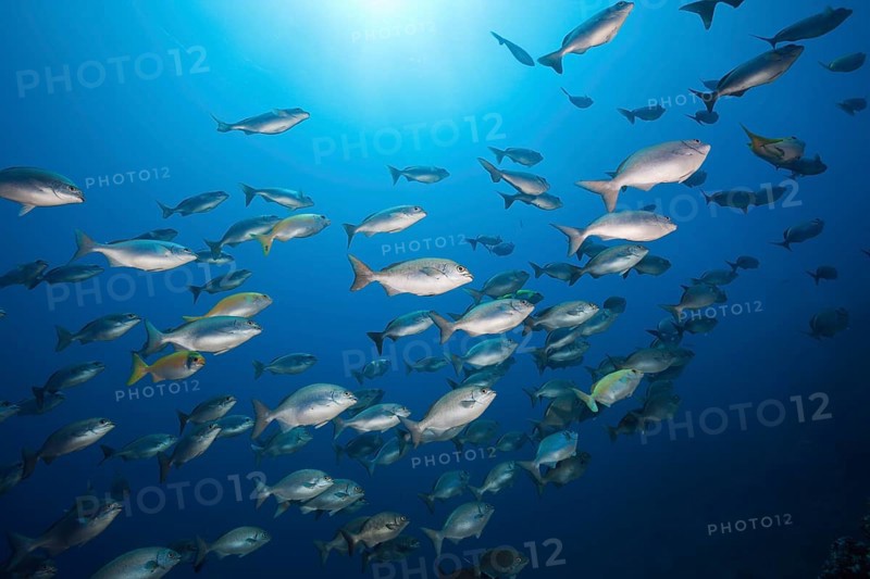 Blue-bronze Sea Chub and Yellow Sea Chub
