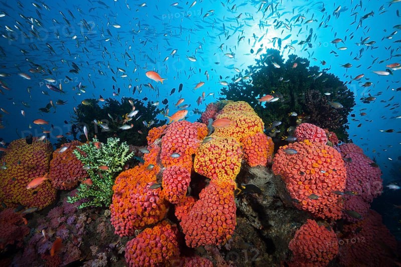 Reef with cup corals