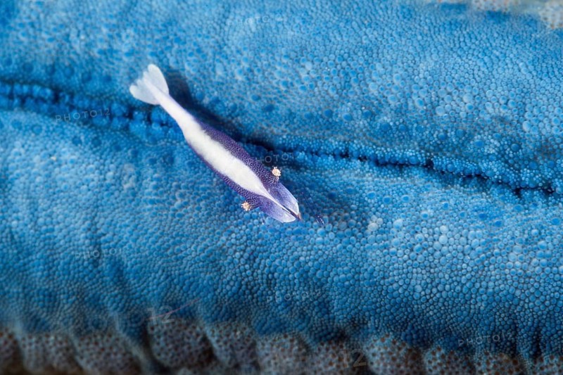 Commensal shrimp associated with starfish