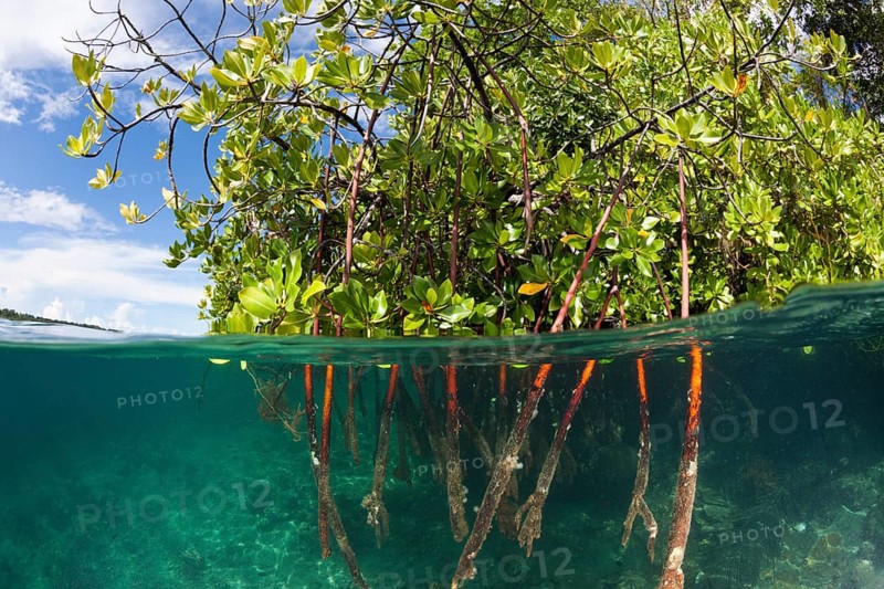 Stilt roots of a mangrove tree