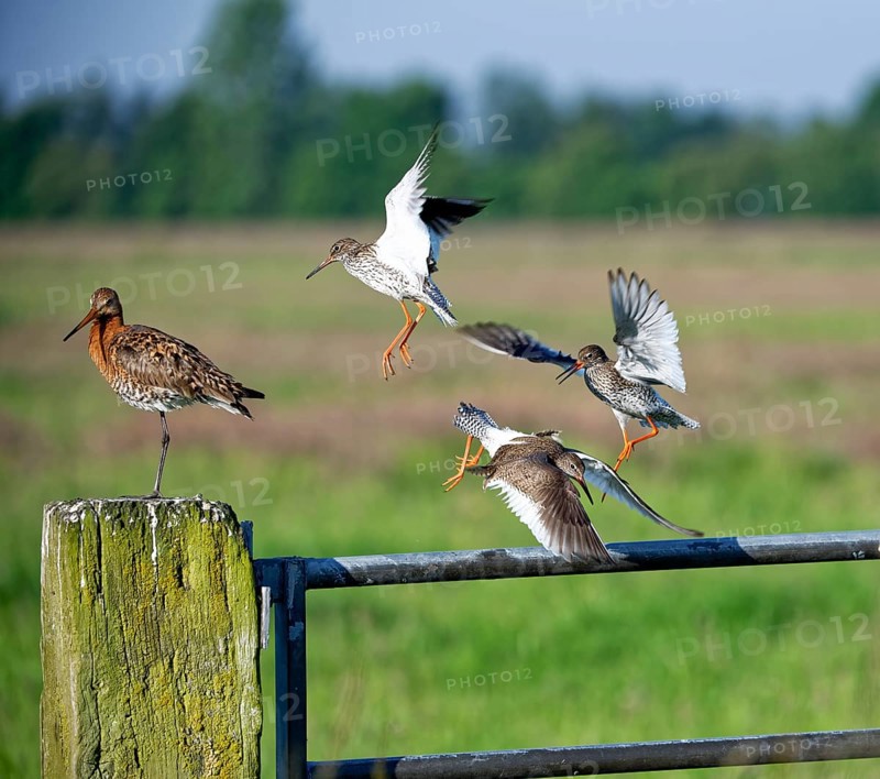 Three redshanks