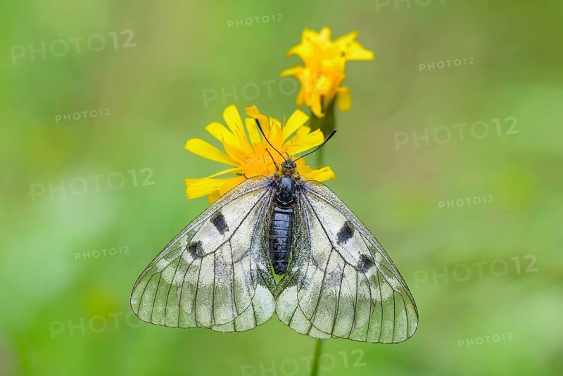 Female Black Apollo