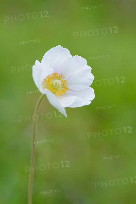 Large snowdrop anemone