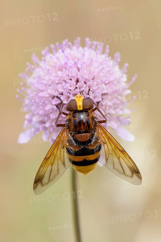 Hornet Mimic Hoverfly