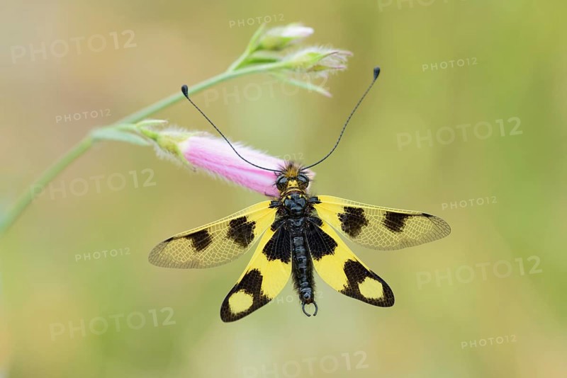 Eastern butterfly