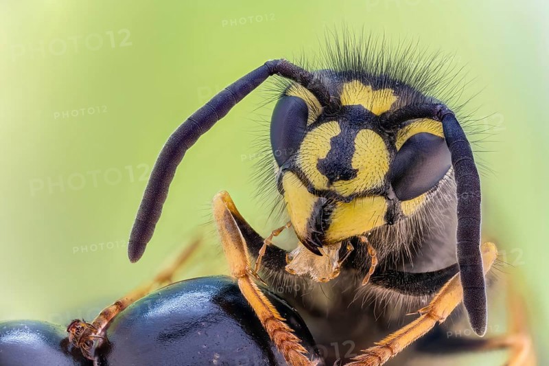Common wasp