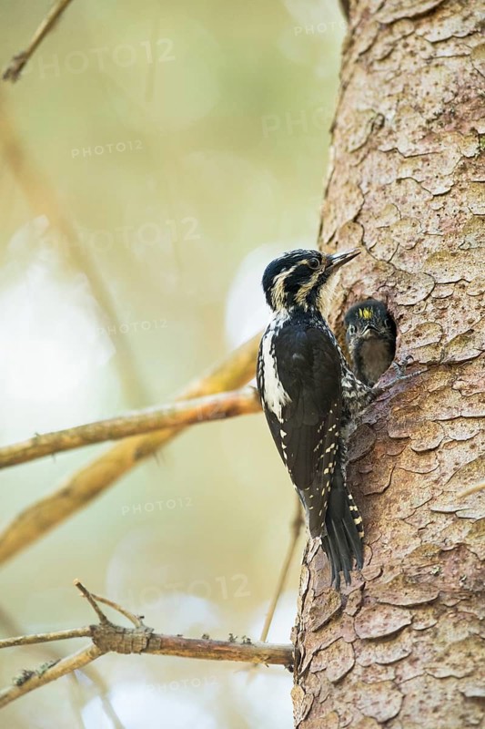 Three-toed Woodpecker