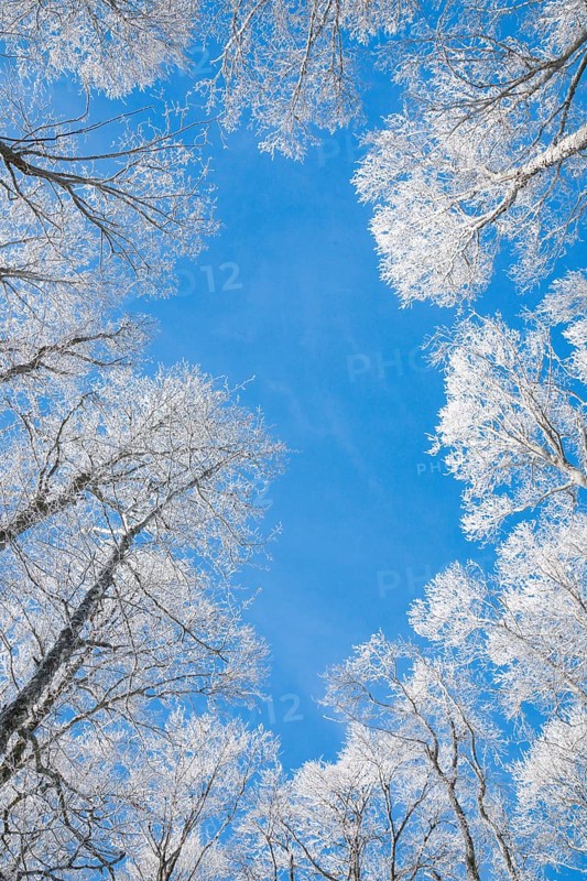 Tree tops of deep snow covered beech forest against blue sky in Neuchatel Jura