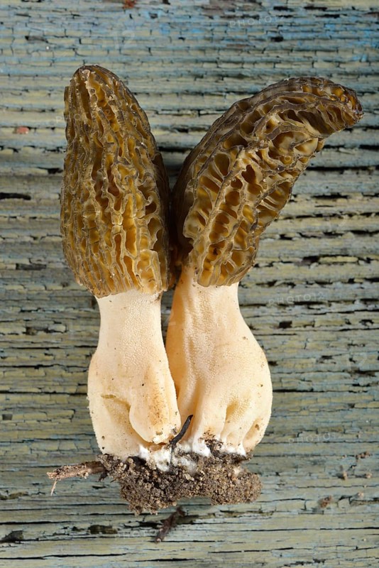 Black morel