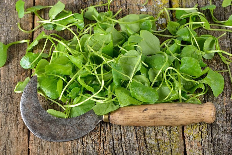 Winter purslane