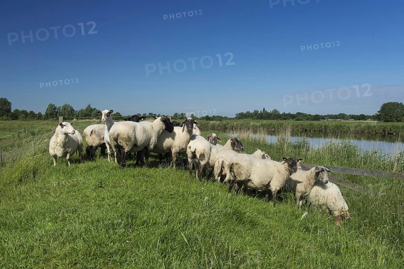 Domestic sheep on the dike of the Juemme