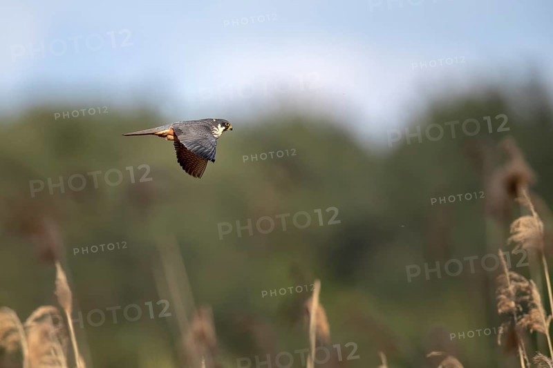 Red-footed Falcon
