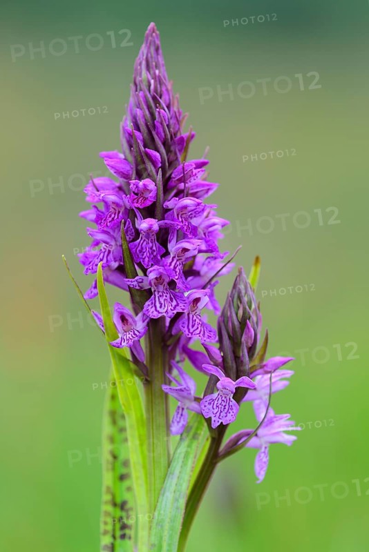 Southern marsh orchid