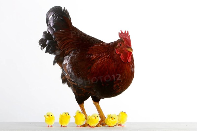 House cock