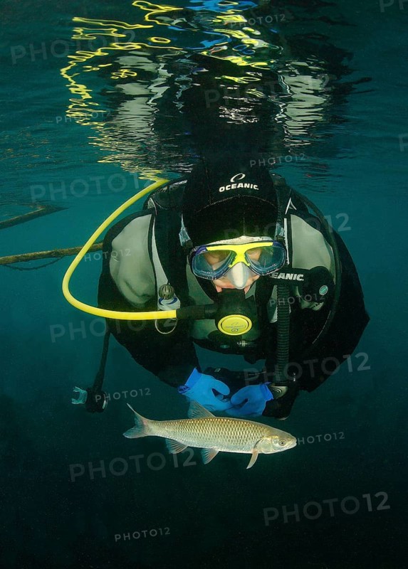 Diver and chub