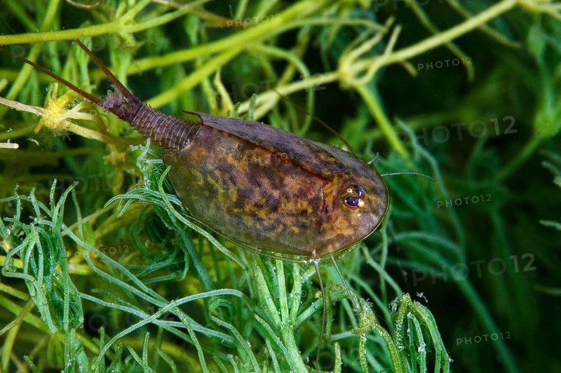 Gill-foot crab
