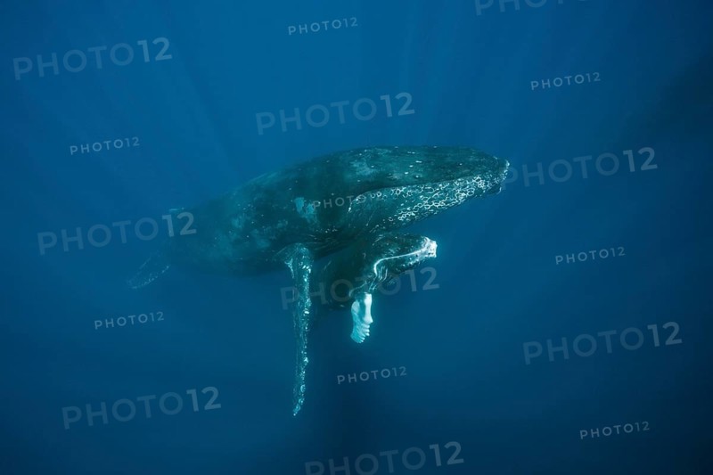 Humpback whales