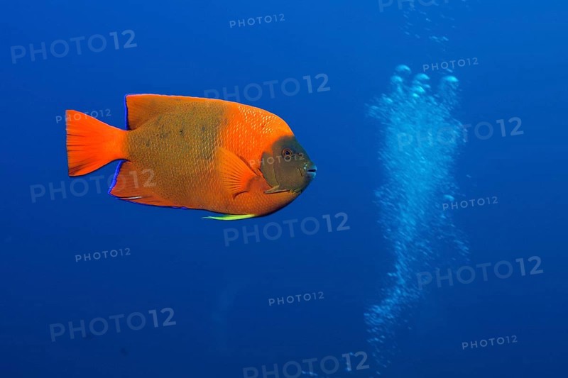 Clarion Angelfish