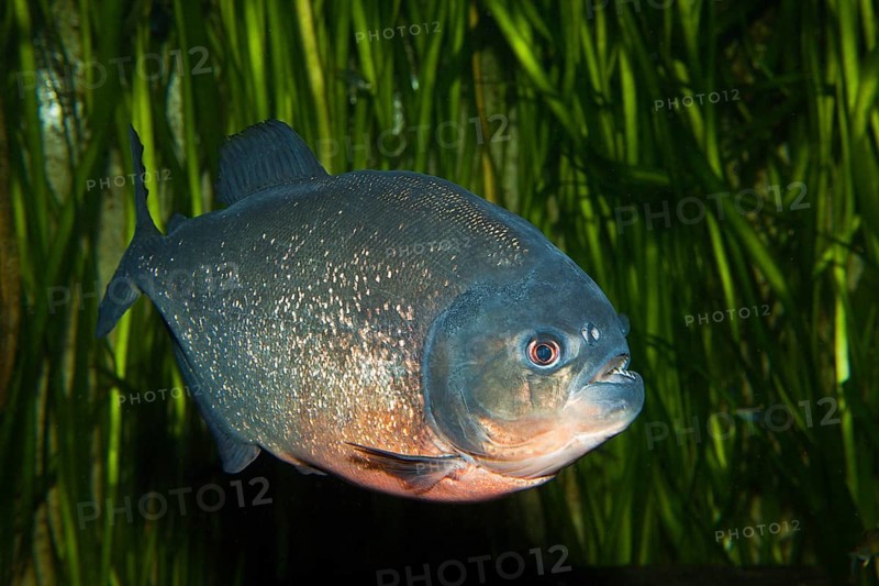 Red piranha