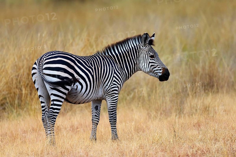 Crawshay's zebra