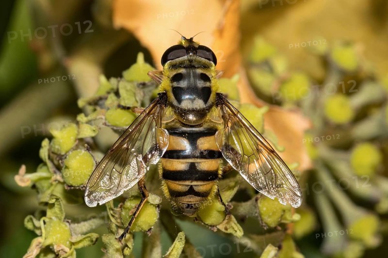 Death's-head hoverfly