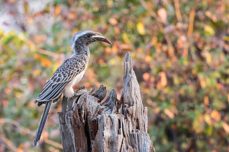 African grey hornbill