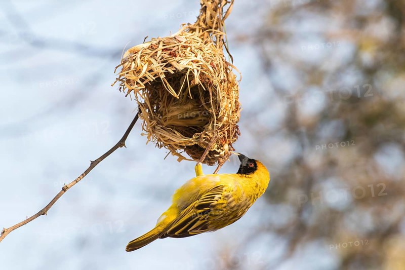 Southern Masked Weaver