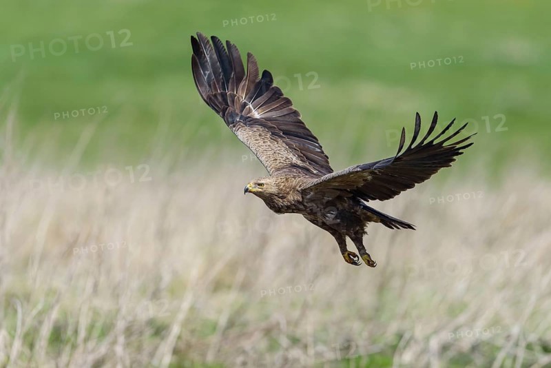 Female Lesser spotted eagle