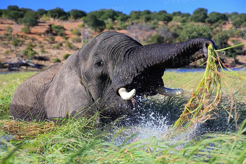 African elephant