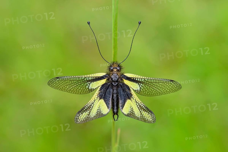 Dragonfly butterfly