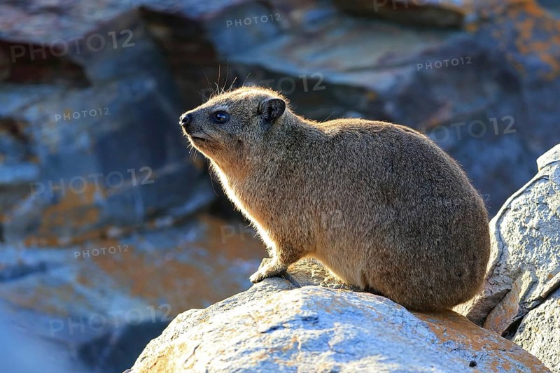 Cape hyrax
