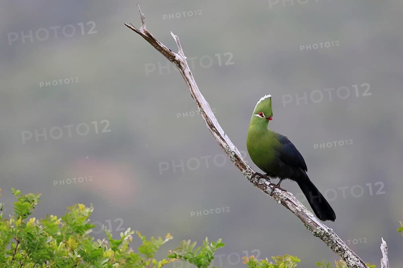 Knysna Turaco