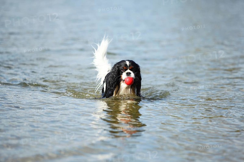 Cavalier King Charles Spaniel