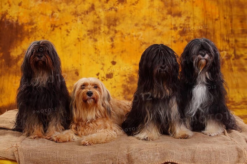 Tibet terrier