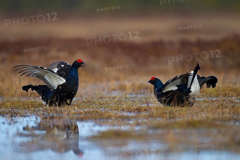 Black grouse