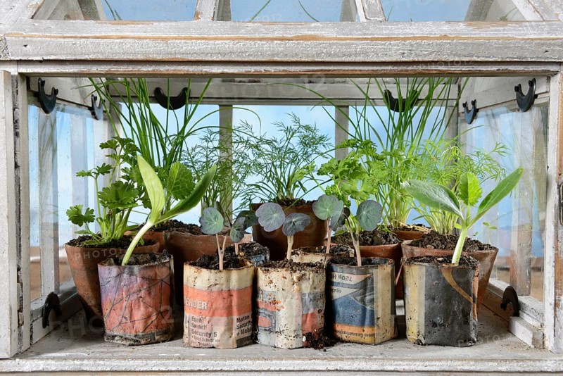 Various herbs in small greenhouse