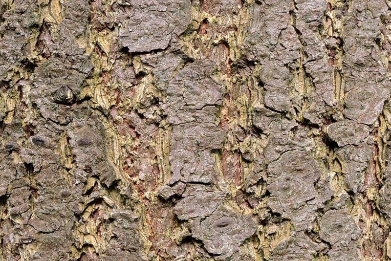 Douglas fir bark