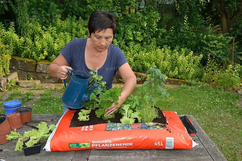 Bag of garden soil planted with tomatoes and cruciferous plants