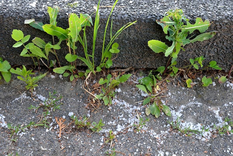 Weed control with road salt