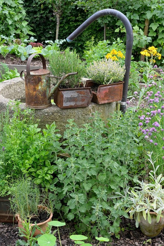 Vegetable and herb garden