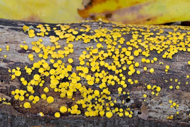 Bisporella citrina s